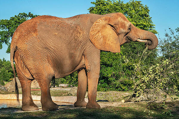 Elephant Wall Art featuring the digital art African Elephant, Miami Zoo, Fl by Laura Zeid
