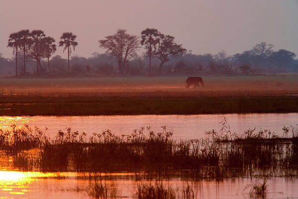 Elephant at Dusk by a Watering Hole Wall Art
