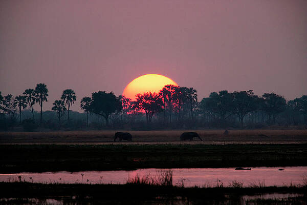 Elephants at Sunset Wall Art