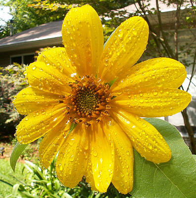Wall Art featuring the photograph After The Rain by Karen Stansberry