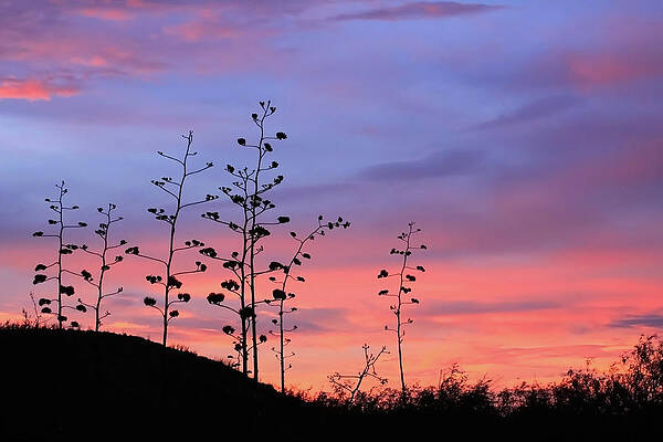 Desert Wall Art featuring the photograph Agave Sunset 1 by Dawn Richards