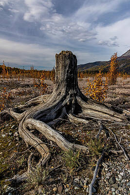 Wall Art featuring the photograph Age-Old Stump by Fred Denner
