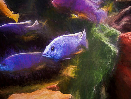 Wildlife Digital Art - Ahli Cichlid Art by Don Northup