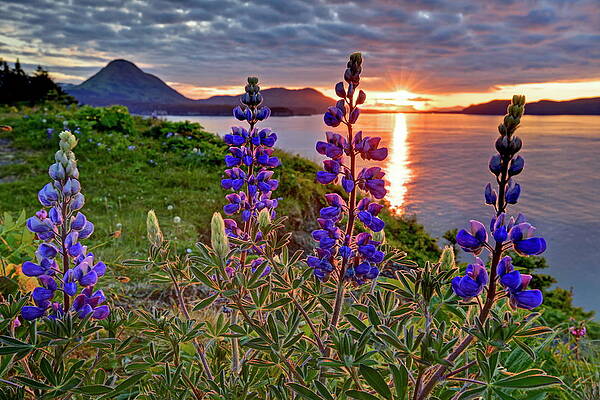 Sunset Digital Art - Alaska, Kodiak Island, Landscape by Bernd Rommelt