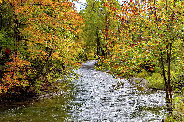 Fall Photograph - Along The Trail by William Norton