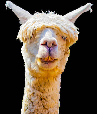 Funny Photograph - Alpaca Dude by Jonny D