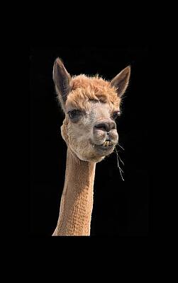 Beautiful Photograph - Alpaca Head by Jean Noren