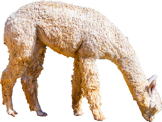 Funny Photograph - Alpaca Man by Jonny D