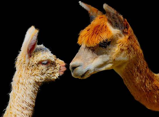 Funny Photograph - Alpaca Reunion by Jonny D
