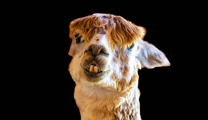 Funny Photograph - Alpaca What by Jonny D