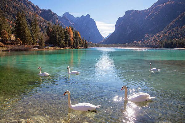 Autumn Wall Art featuring the digital art Alps, Dolomites, Dobbiaco Lake, Italy by Johanna Huber