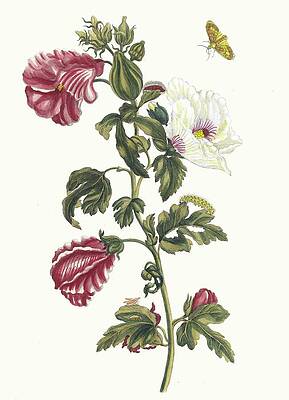 Insects Painting - Althea by Maria Sibylla Merian