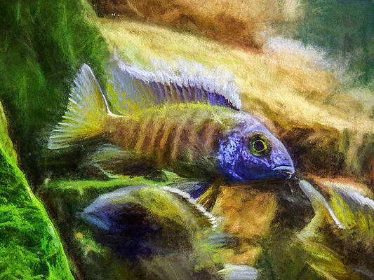 Wildlife Digital Art - Amazing Peacock Cichlid by Don Northup