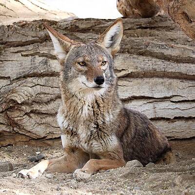 Wildlife Wall Art featuring the photograph American Jackal - Coyote by KJ Swan