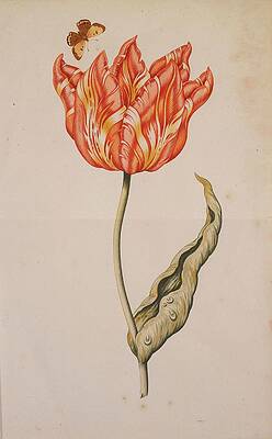 Yellow Wall Art featuring the painting An Orange And Yellow Tulip With A Butterfly by Dutch School