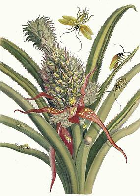 Pineapple and Insect Study Painting