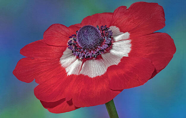 Flower Photograph - Anemone Flower Bloom by Susan Candelario