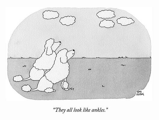 Poodles Gazing at Clouds Drawing