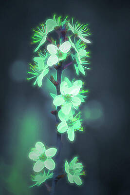 Photograph - Another World - Glowing Flowers by Scott Lyons