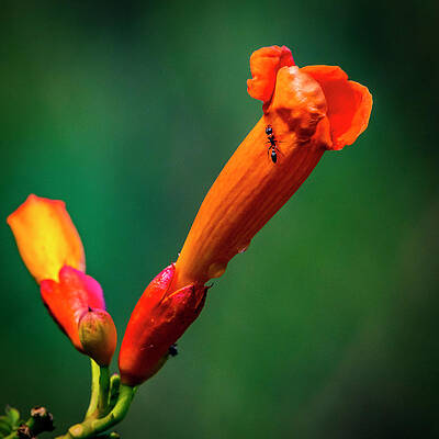 Natural Photograph - Ant Got Time For Trumpet Vine by David Morefield