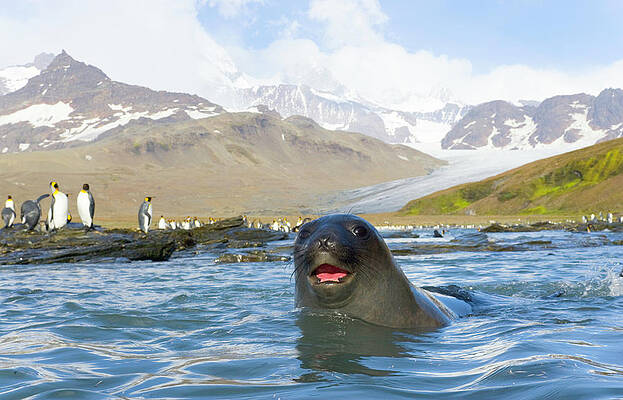 Wall Art featuring the photograph Antarctic Fur Seal In Sea, King by Eastcott Momatiuk