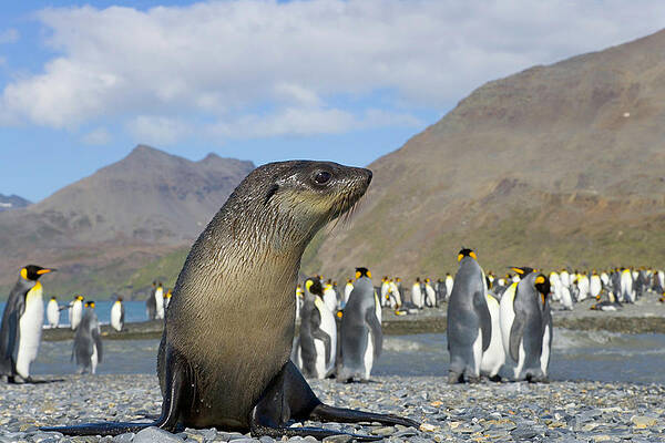 Wall Art featuring the photograph Antarctic Fur Seal Pup In King Penguin by Eastcott Momatiuk