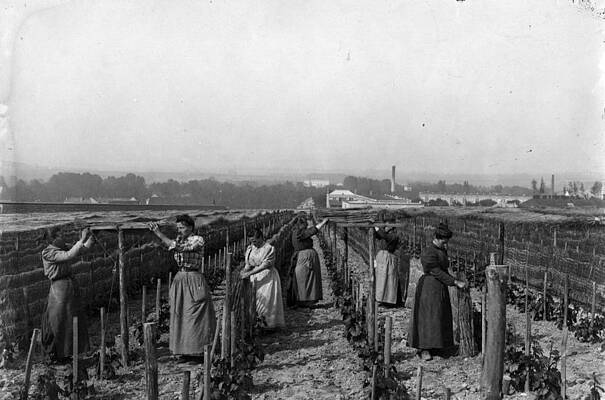 Women Working in the Vineyards Wall Art