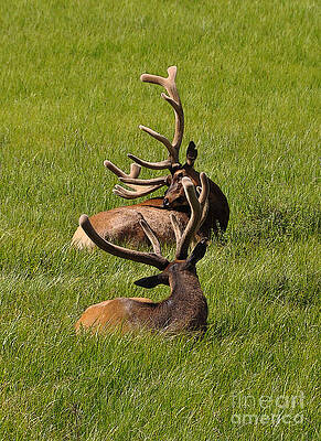 Photograph - Antler Dancing by Randall Dill