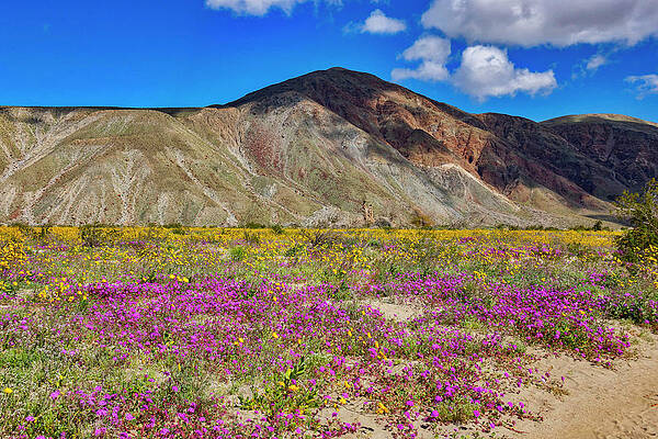 U S Wall Art featuring the digital art Anza Borrego Desert Sp, San Diego, Ca by Angela Pagano