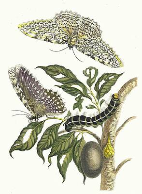 Insects Painting - Arbre De Gomme-gutte by Maria Sibylla Merian