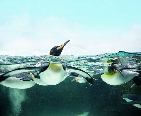 Penguins Wall Art - Photos.com