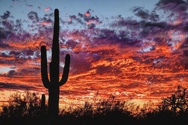 Sunset Wall Art for Sale by Chance Kafka