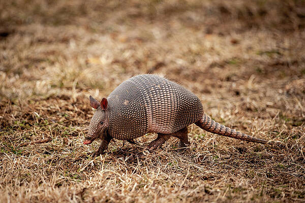 Wall Art featuring the photograph Armadillo by Jeff Phillippi