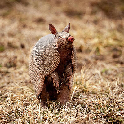 Wall Art featuring the photograph Armadillo Sense by Jeff Phillippi
