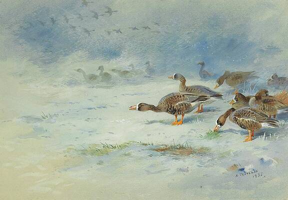 Flock Painting - Arnacle Geese by Archibald Thorburn
