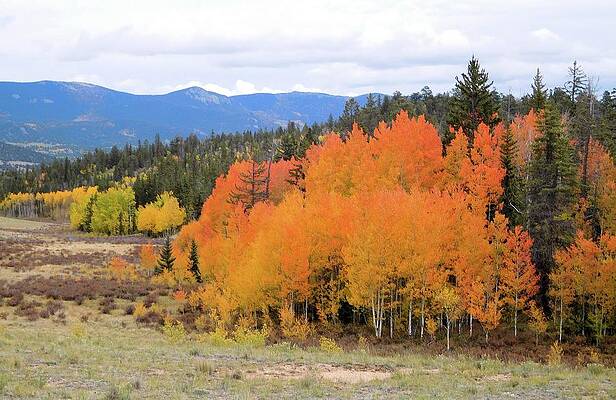 Wall Art featuring the photograph Aspens Ablaze I by Karen Stansberry