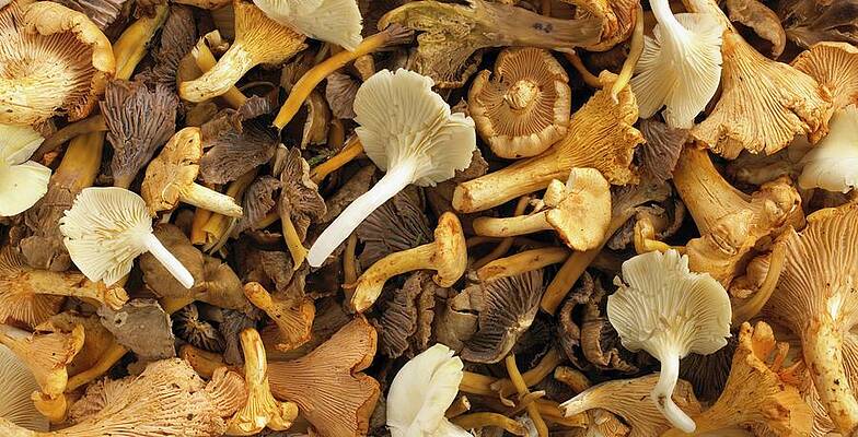 Assorted Fresh Mushrooms Filling The Image Print