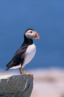 Wall Art featuring the photograph Atlantic Puffin Fratercula Arctica by Art Wolfe