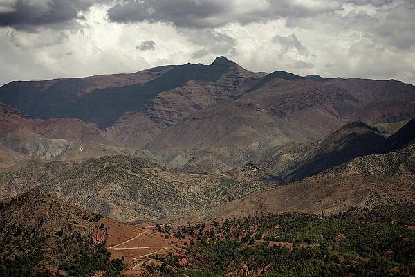 Tree Photograph - Atlas by Robert Grac