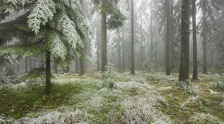 Freeze Wall Art featuring the digital art Austria, Lower Austria, Frozen Forest by Rainer Mirau