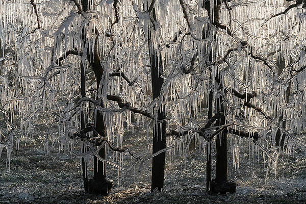 Eurasian Digital Art - Austria, Lower Austria, Wachau, Frost Protection, Iced Apricot Trees by Rainer Mirau