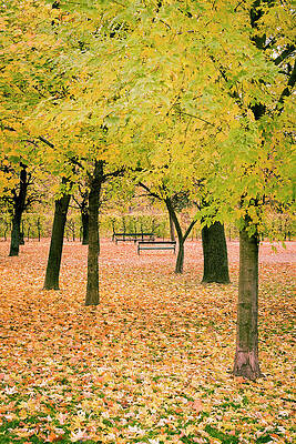Wall Art featuring the digital art Austria, Vienna, Augarten, Leaves With Autumn Colors, Augarten by Gavin Gough