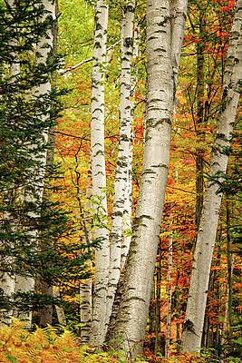Wall Art featuring the photograph Autumn Birch by Jeff Sinon
