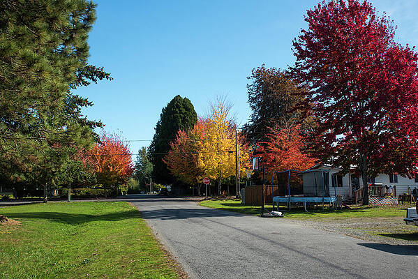 Fall Wall Art featuring the photograph Autumn Color On Alder Street by Tom Cochran