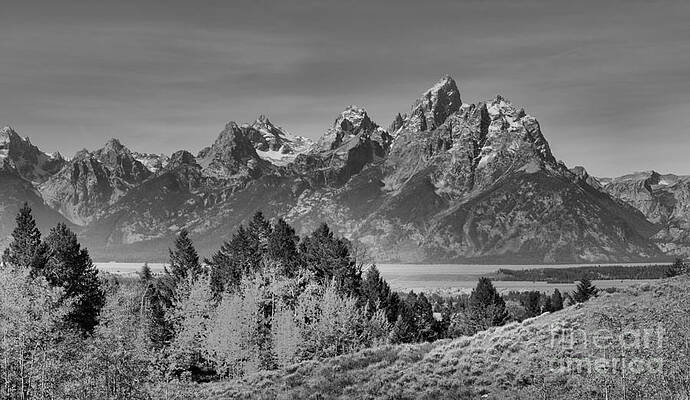 Wall Art featuring the photograph Autumn Gold In The Tetons Black And White by Adam Jewell