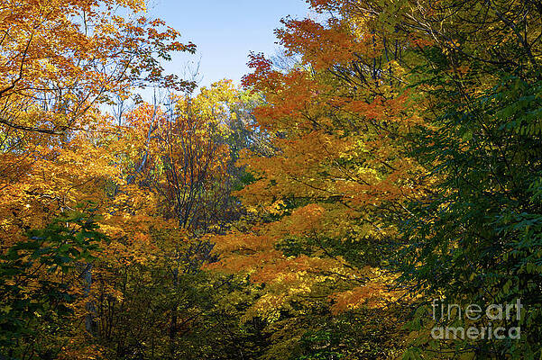 Fall Photograph - Autumn In New York by William Norton