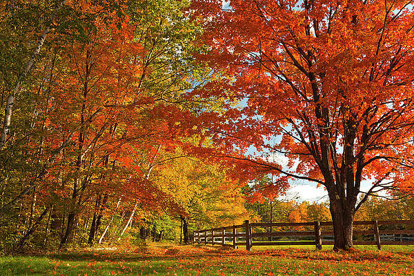 Vibrant Autumn Landscape Wall Art