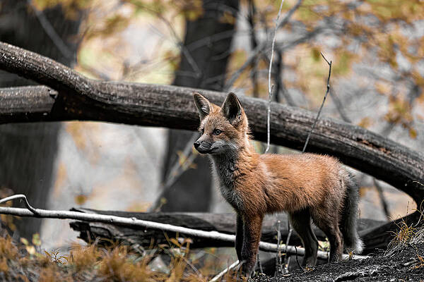Country Wall Art featuring the photograph Autumn Vigilance by James Overesch