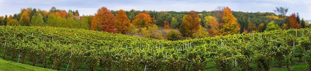 Panoramic Wall Art featuring the photograph Autumn Vineyard by Owen Weber