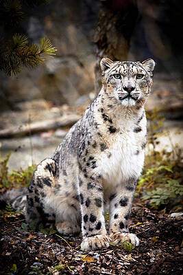 Photograph - AutumnalLeopard by Chris Boulton